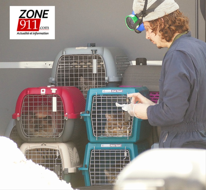 Près d'une vingtaine d'animaux récupérés dans une résidence de Beauport