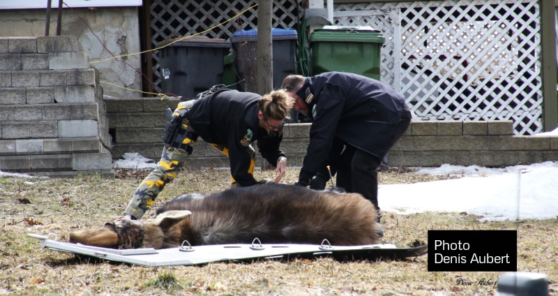 Un orignal à Lévis capturé en douceur par les agents de la faune