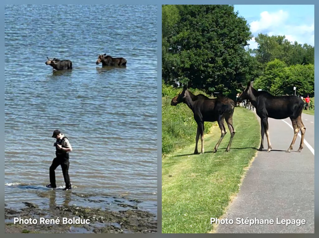 Deux orignaux dans le fleuve entre Québec et Lévis 